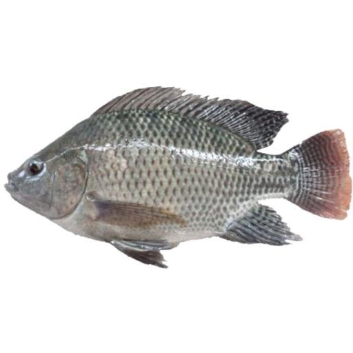MUJAIR (3-4)/KG - Beli di Lotte Grosir